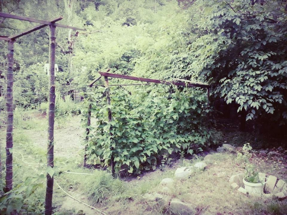 Borjomi Makvala'S Guest House מראה חיצוני תמונה